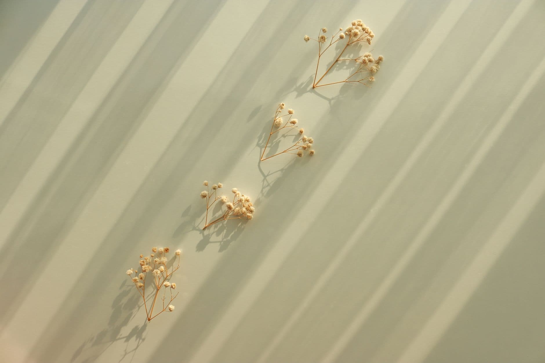 Dried flowers laid out in a line across a pale ground in low sunlight