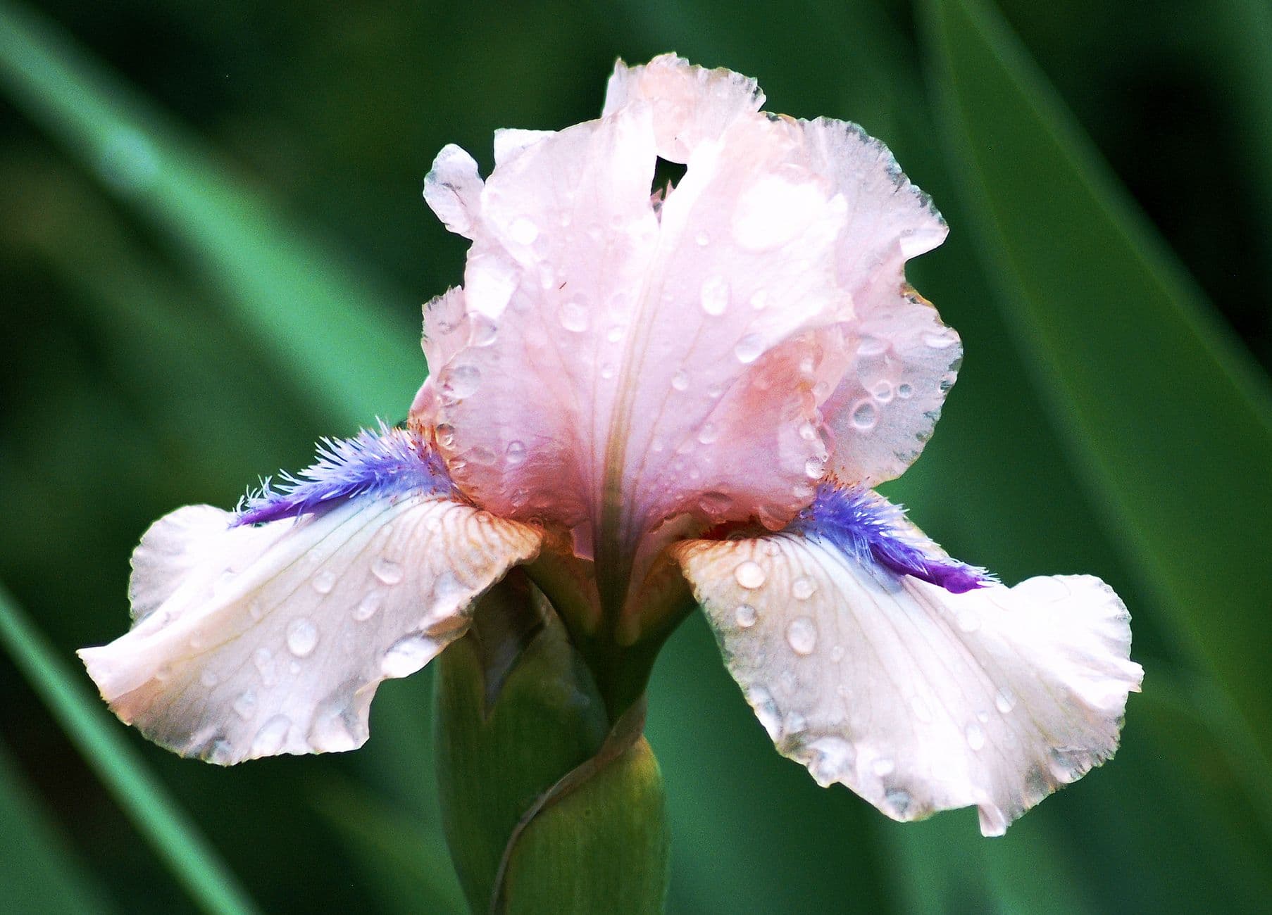A vibrant pink iris in full bloom, adorned with water droplets, captured in detailed close-up.