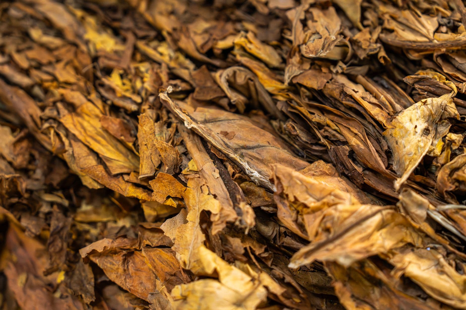 Detailed texture of dried tobacco leaves perfect for natural or organic uses.