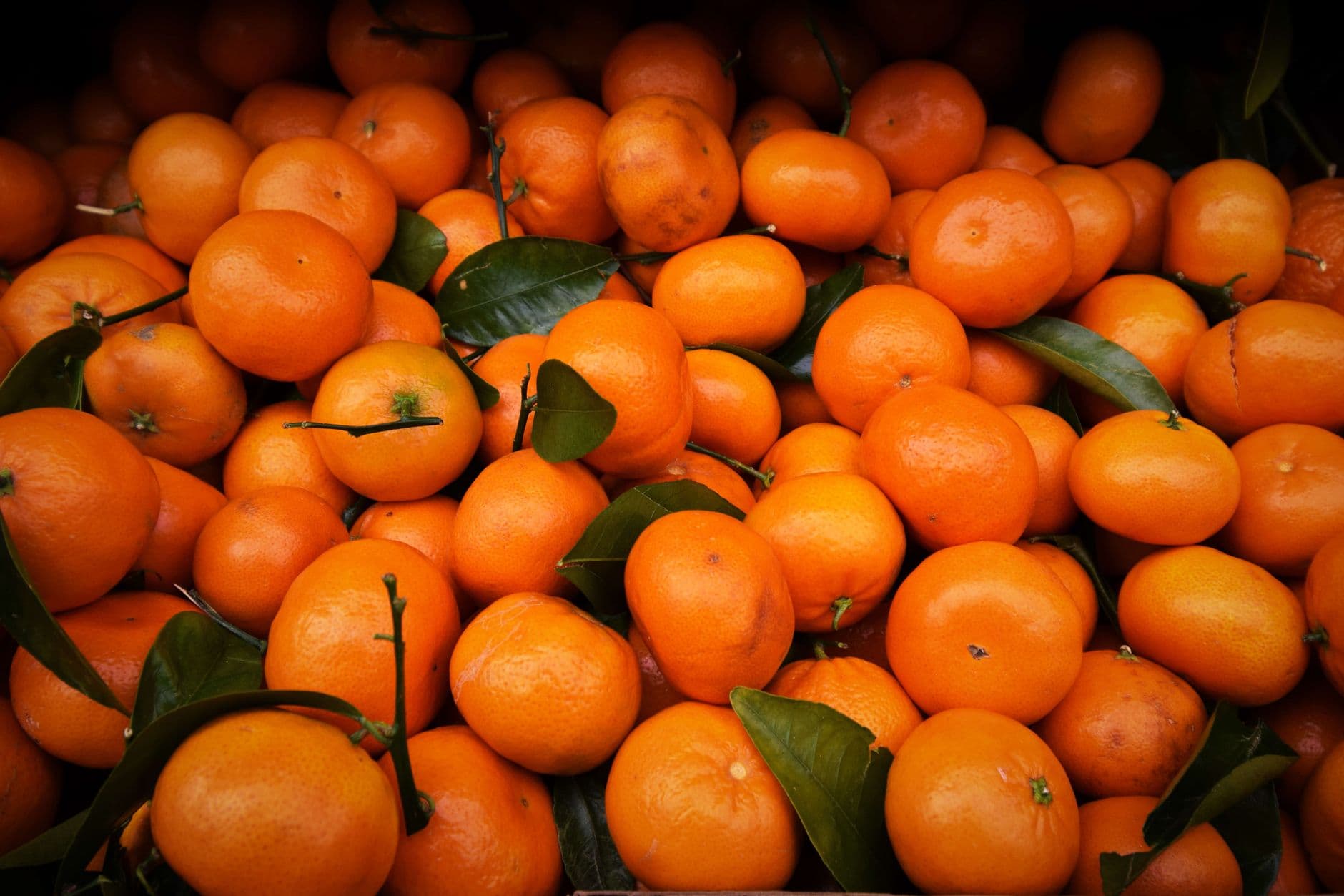 A vivid close-up of fresh, juicy oranges showcasing their vibrant color and freshness.