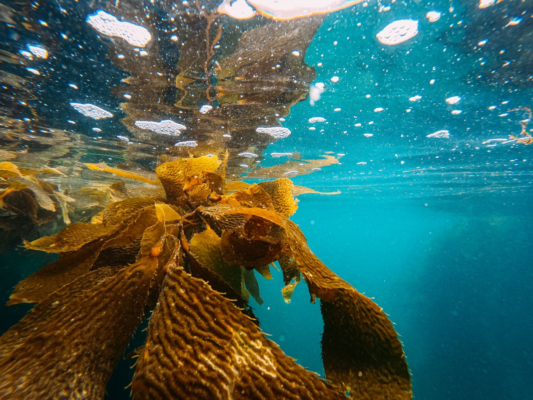 Explore a vibrant underwater kelp forest with shimmering waters and marine life.