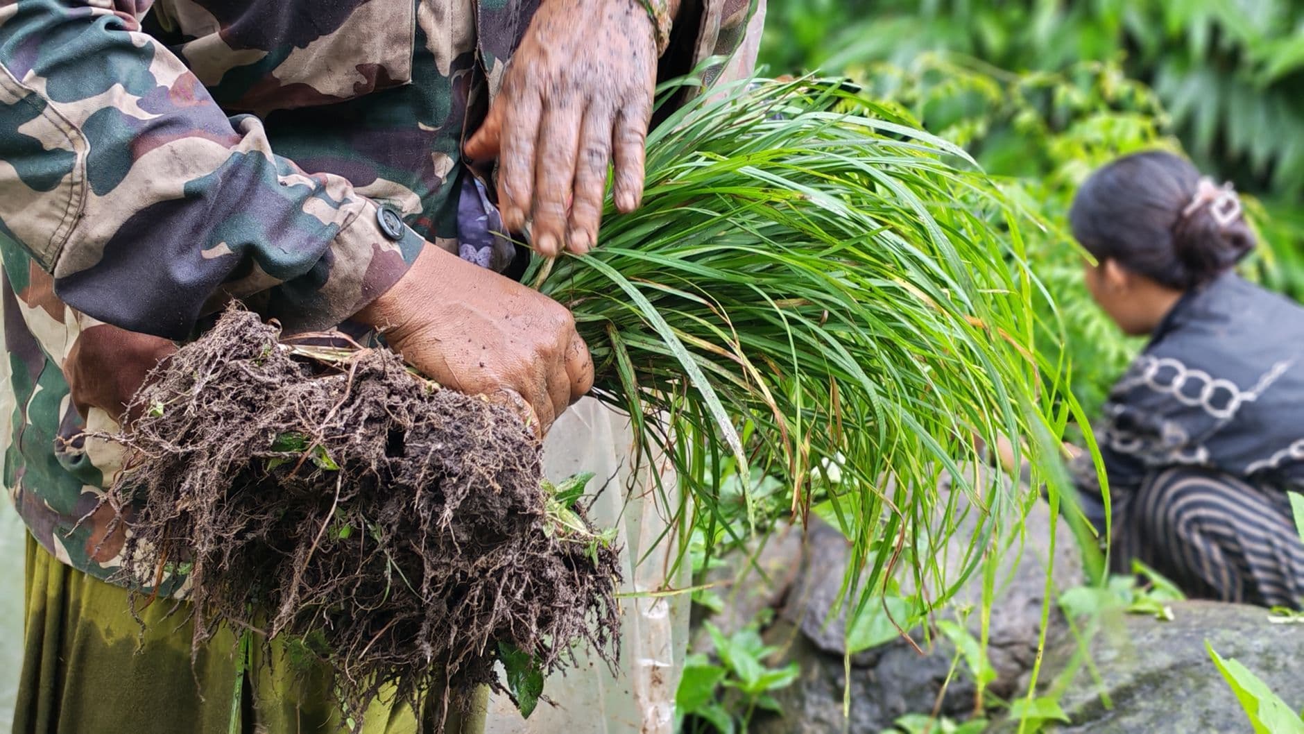 Close-up view of a farmer harvesting green grass with soil in a lush outdoor setting.