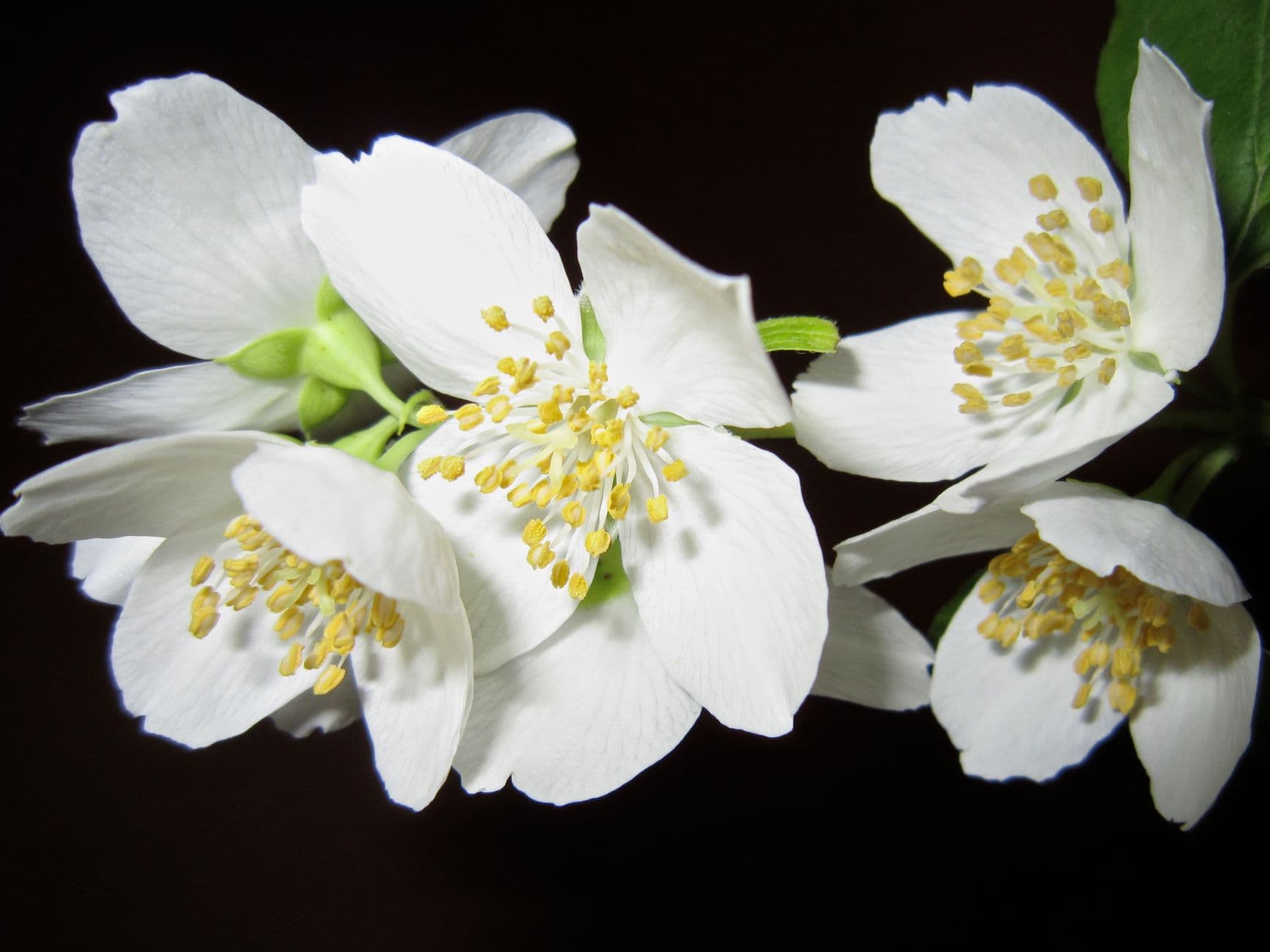 Detailed view of white jasmine flowers in full bloom, showcasing petal texture and intricate stamens.
