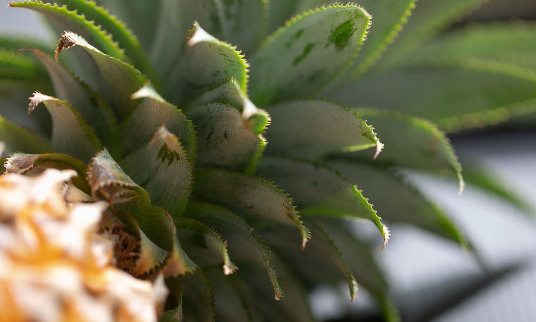 From above closeup of exotic fresh pineapple with green leaves with thorns placed on surface