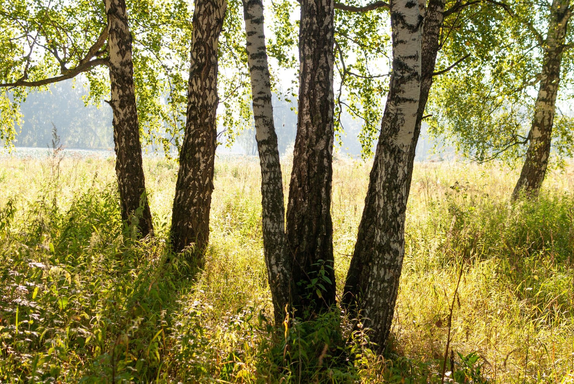 Beautiful birch trees in a sunlit meadow, capturing the essence of summer tranquility.