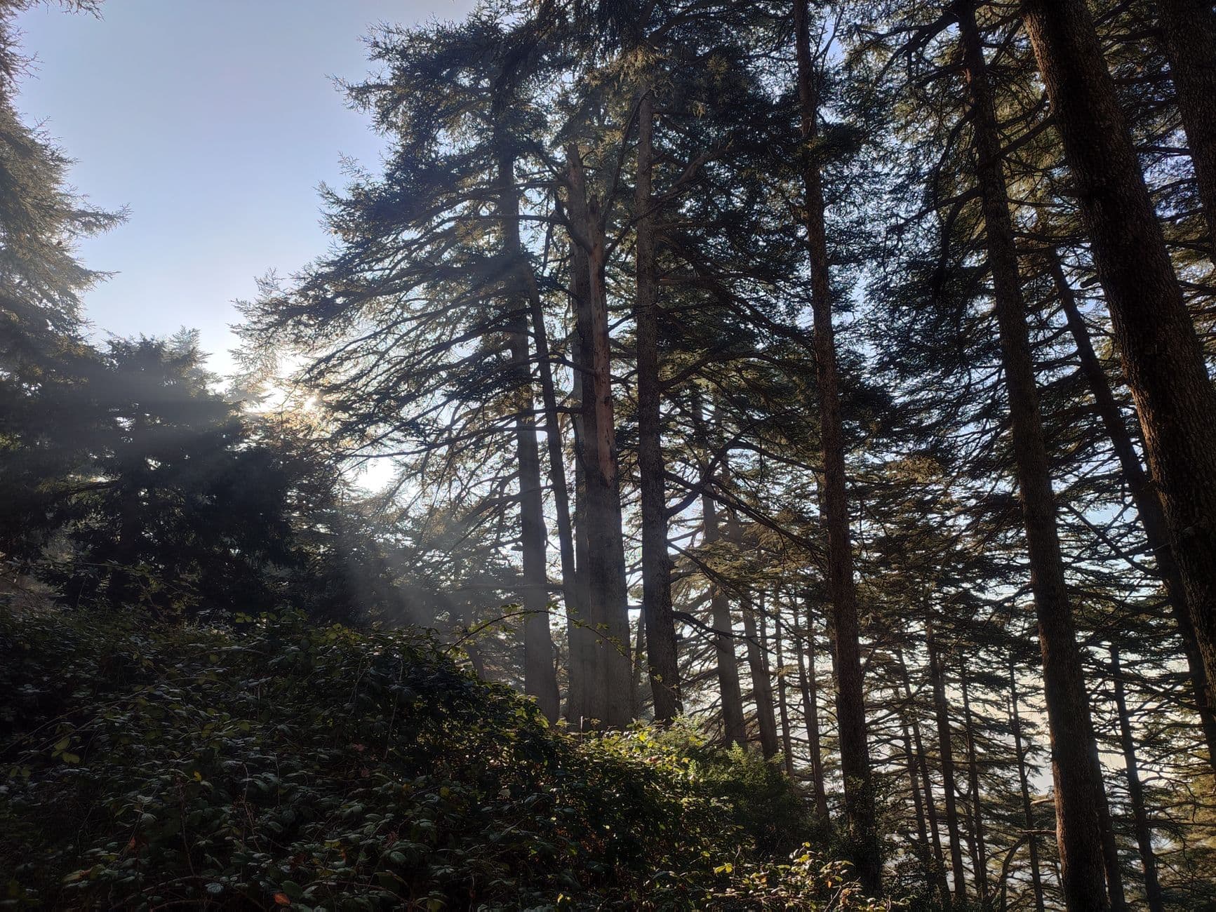 Explore the serene beauty of a sunlit cedar forest in Blida, Algeria.