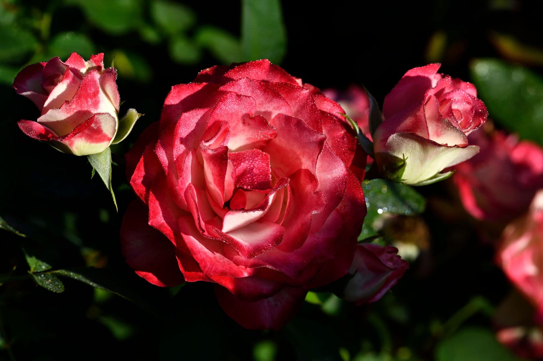 Close-up of vibrant pink roses with dewdrops glistening in sunlight.