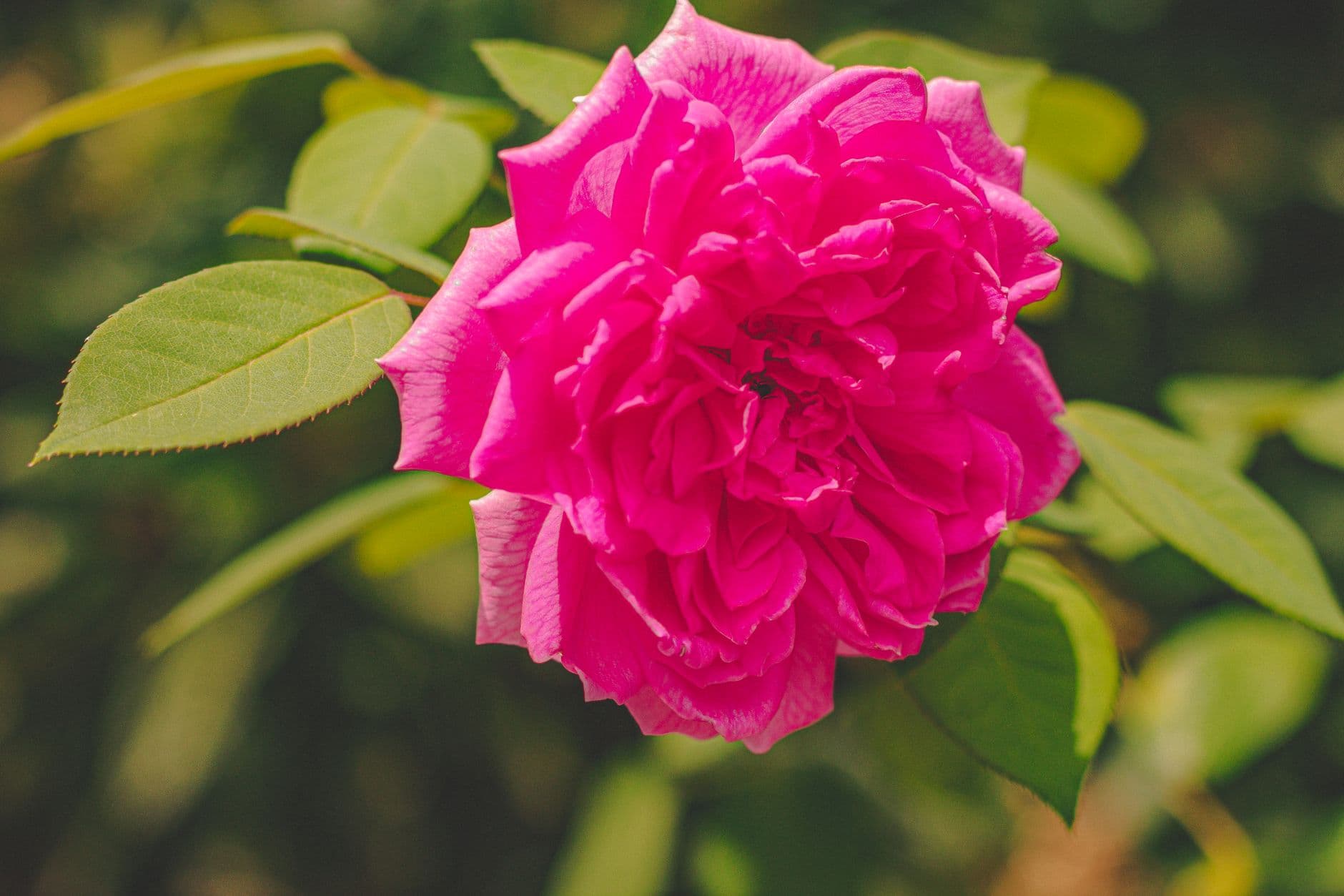 Close-up of a vibrant pink damask rose blooming outdoors with lush green leaves.