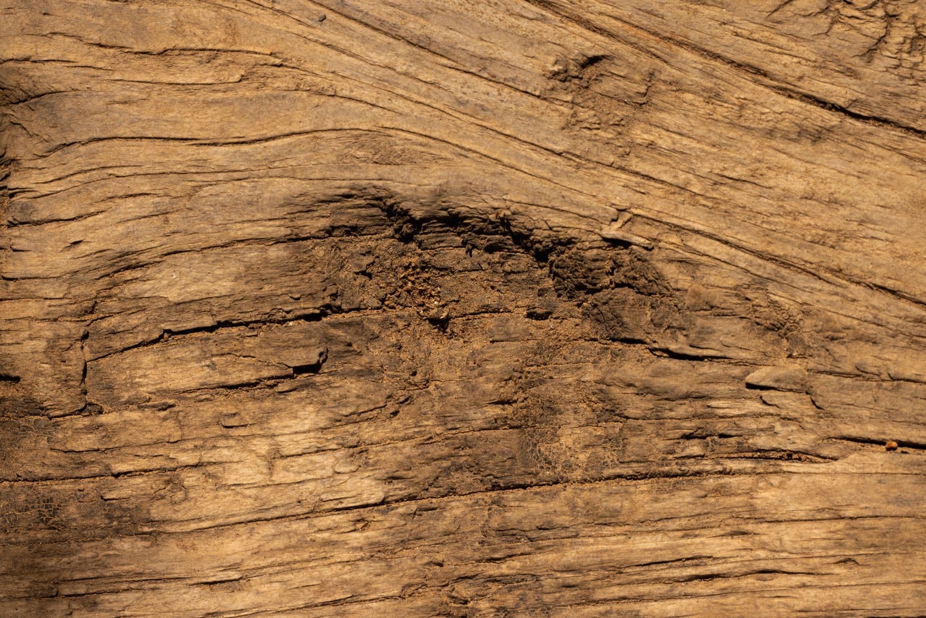 Detailed close-up of natural wood texture showing intricate patterns and knots, perfect for backgrounds.