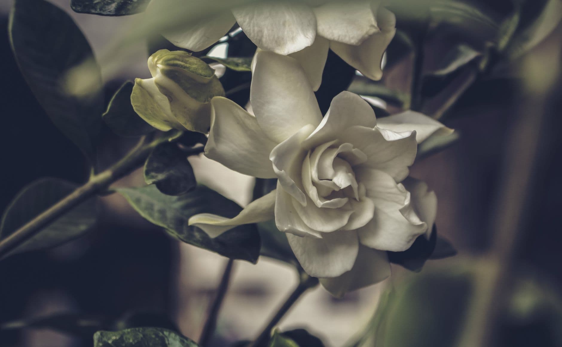 Elegant gardenia flower in soft focus, highlighting its delicate petals and lush green leaves.