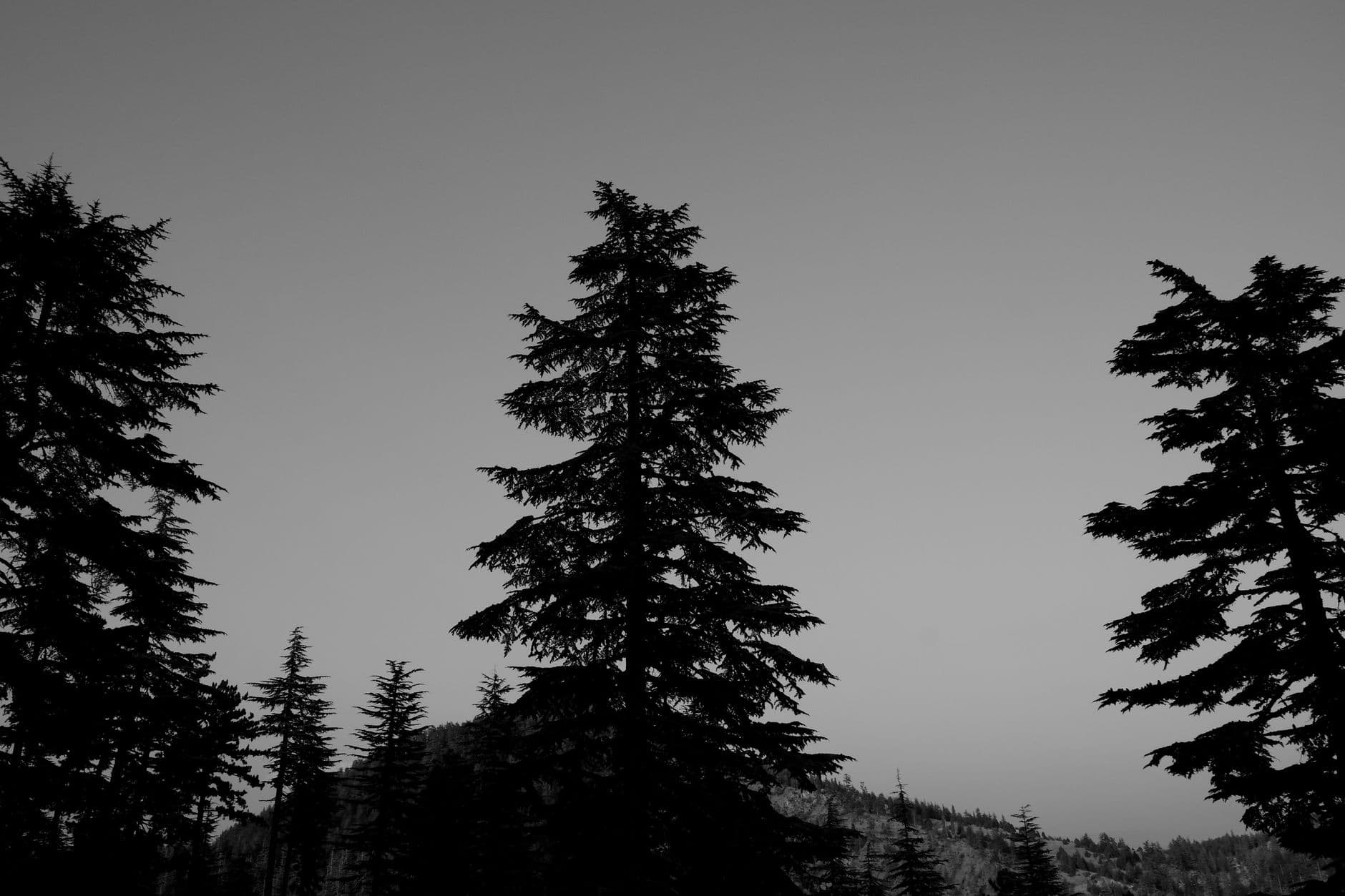 Black and white landscape showing the silhouette of evergreen trees against a twilight sky.