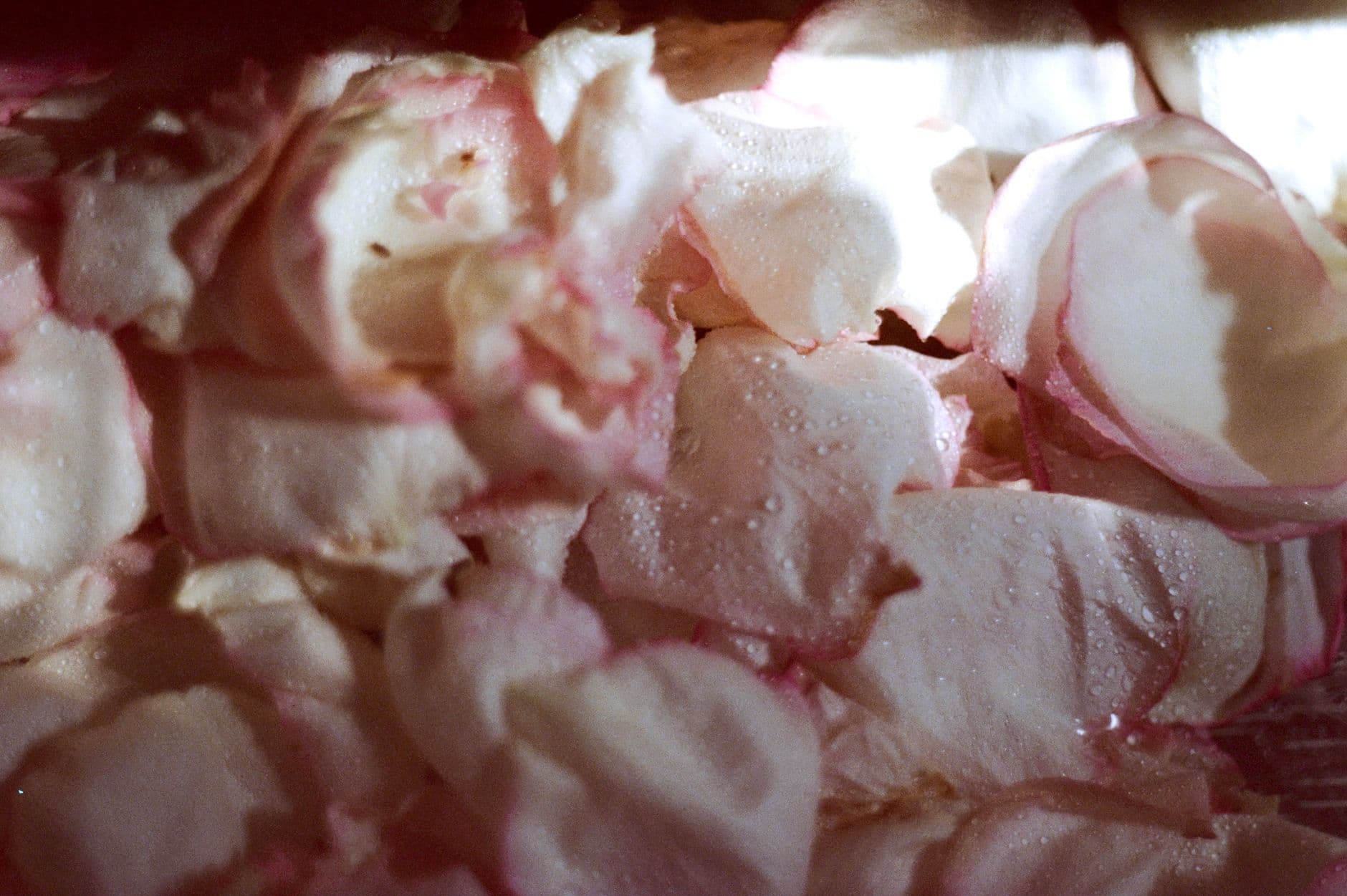 Delicate pink rose petals with water droplets, illuminated by natural light.