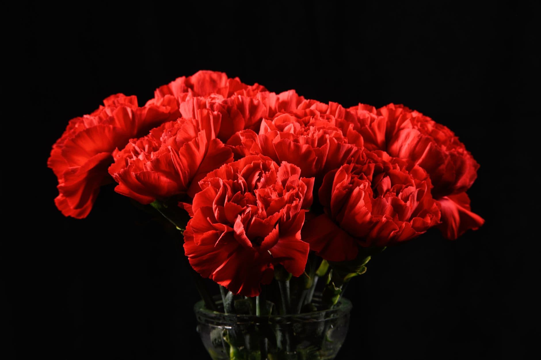 A bouquet of fresh red carnations on a black background, creating a vivid, romantic atmosphere.