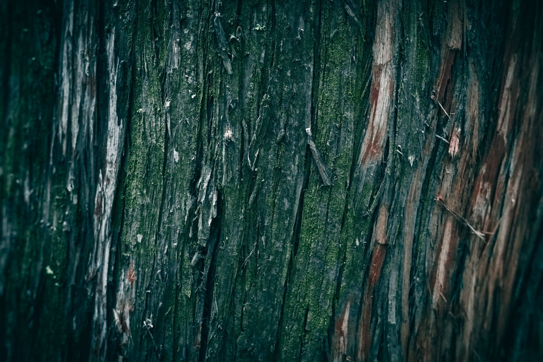 Detailed texture of tree bark with moss, showcasing natural patterns in a forest setting.