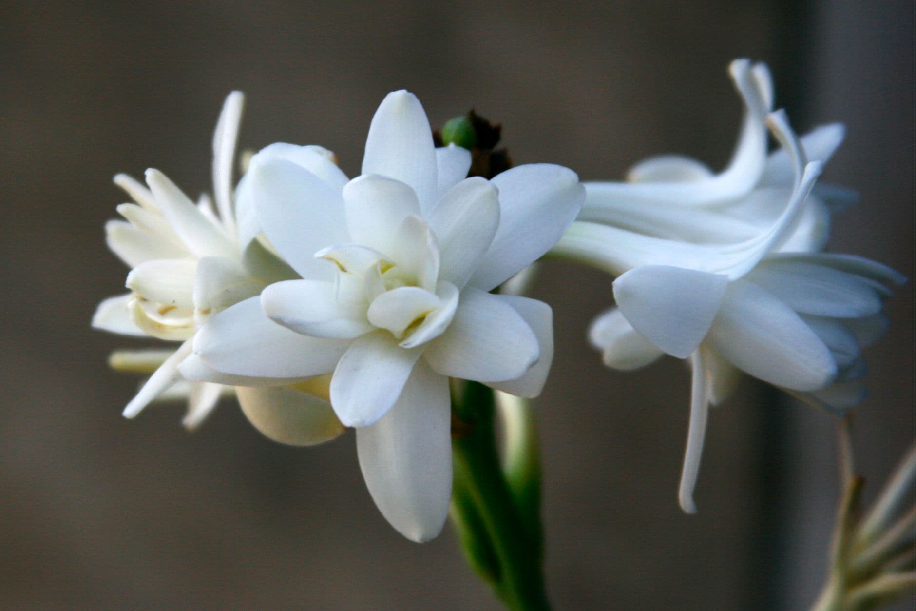 Elegant white tuberose flowers in full bloom, captured in close-up detail for a stunning floral composition.