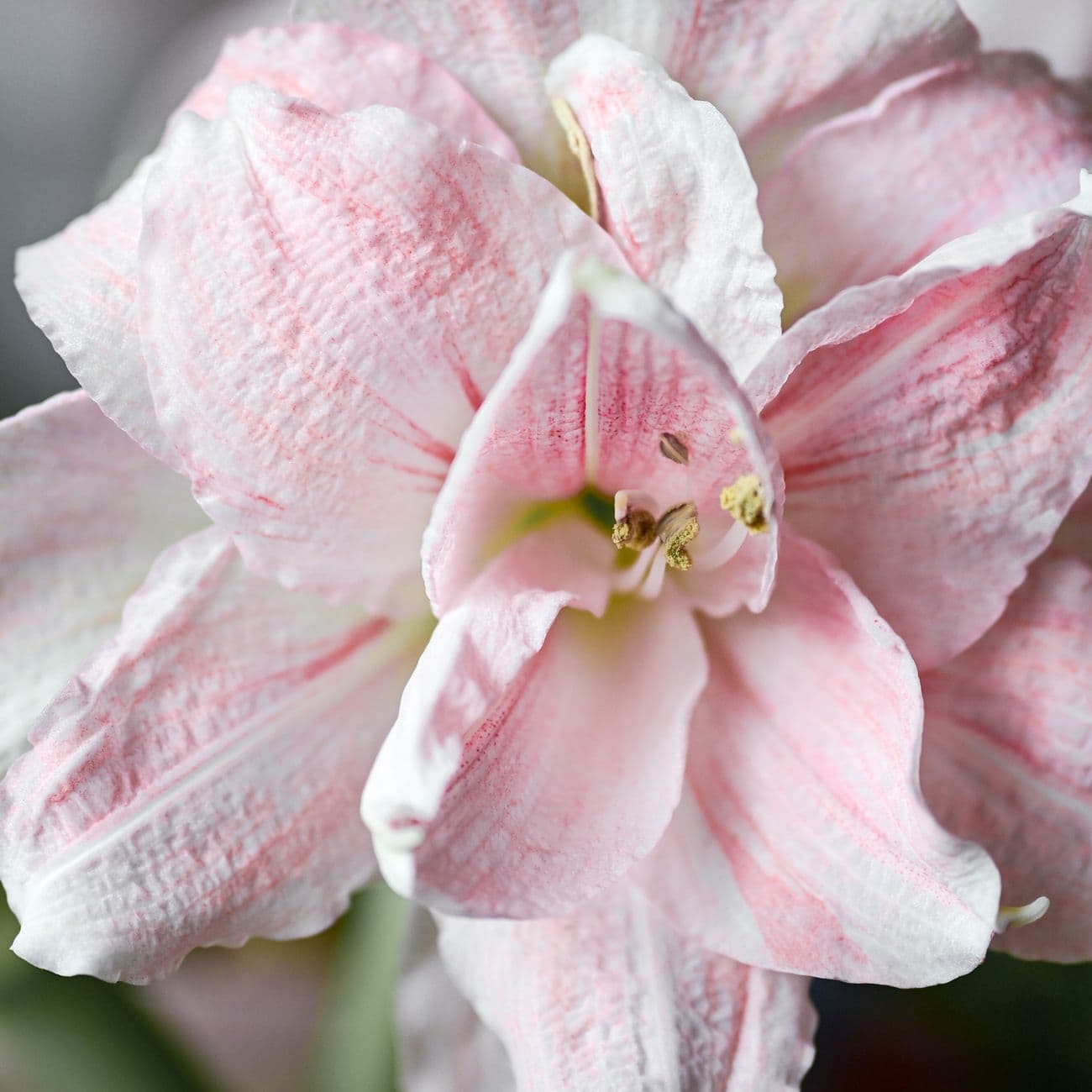 A pale flower in full bloom, photographed close