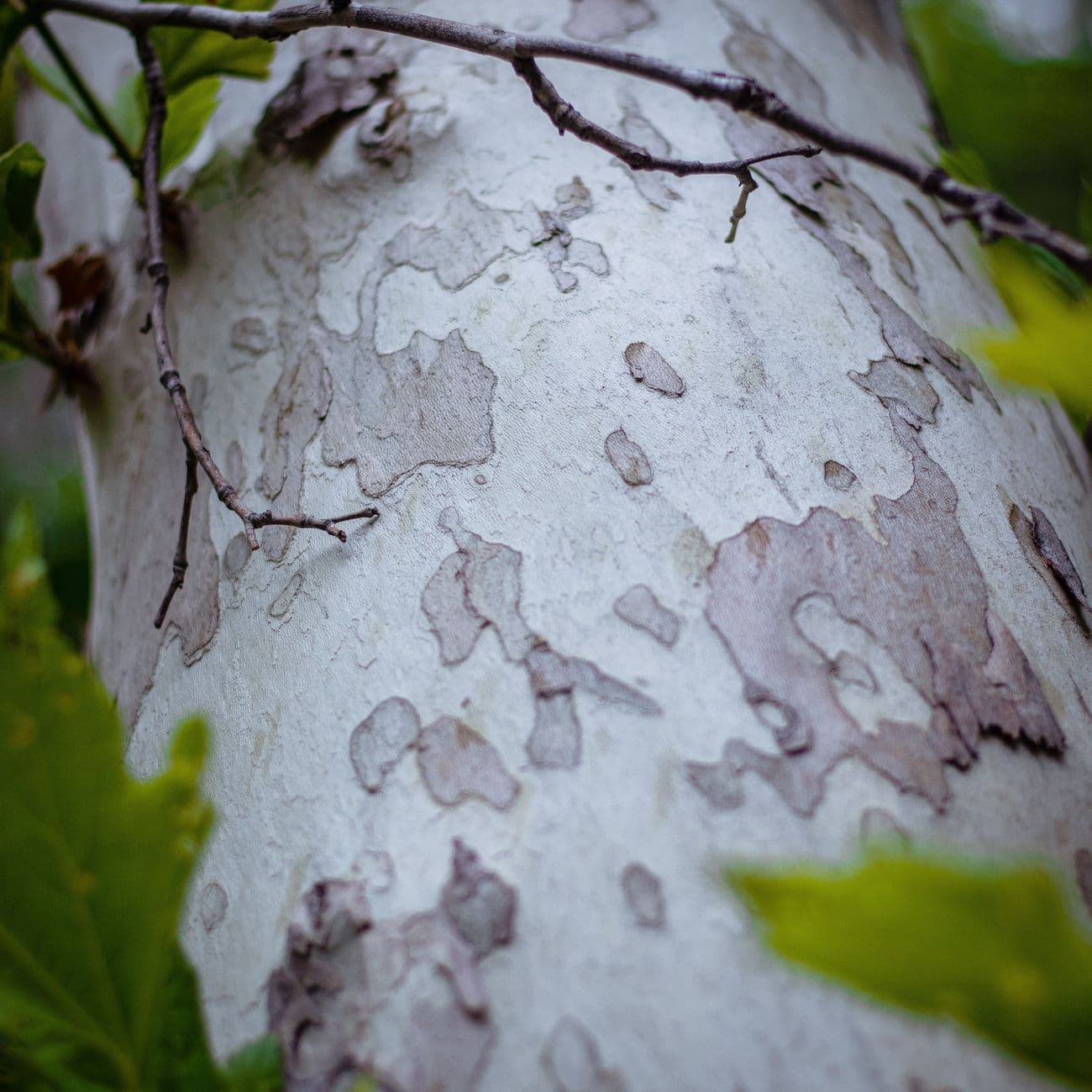 Birch, the raw material