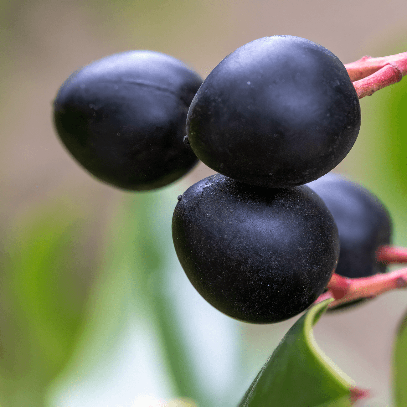 Blackcurrent, the raw material