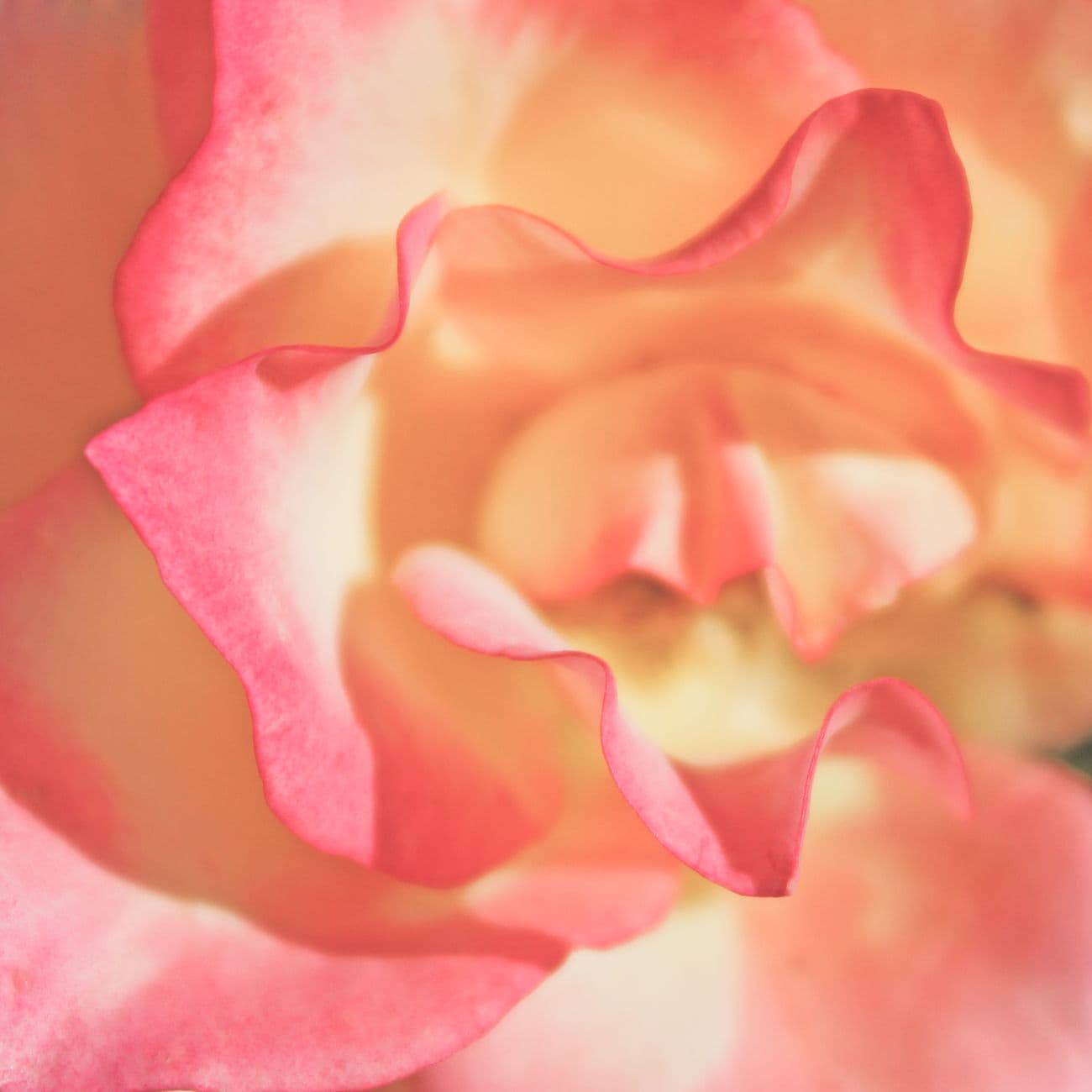 Bulgarian Rose, the raw material