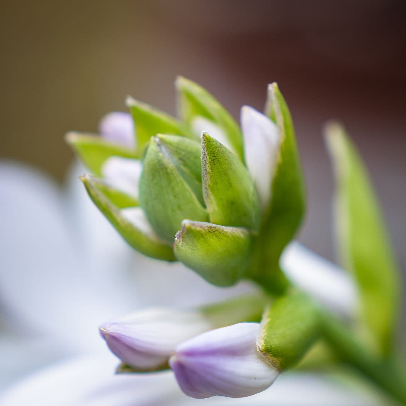 Cardamom, the raw material