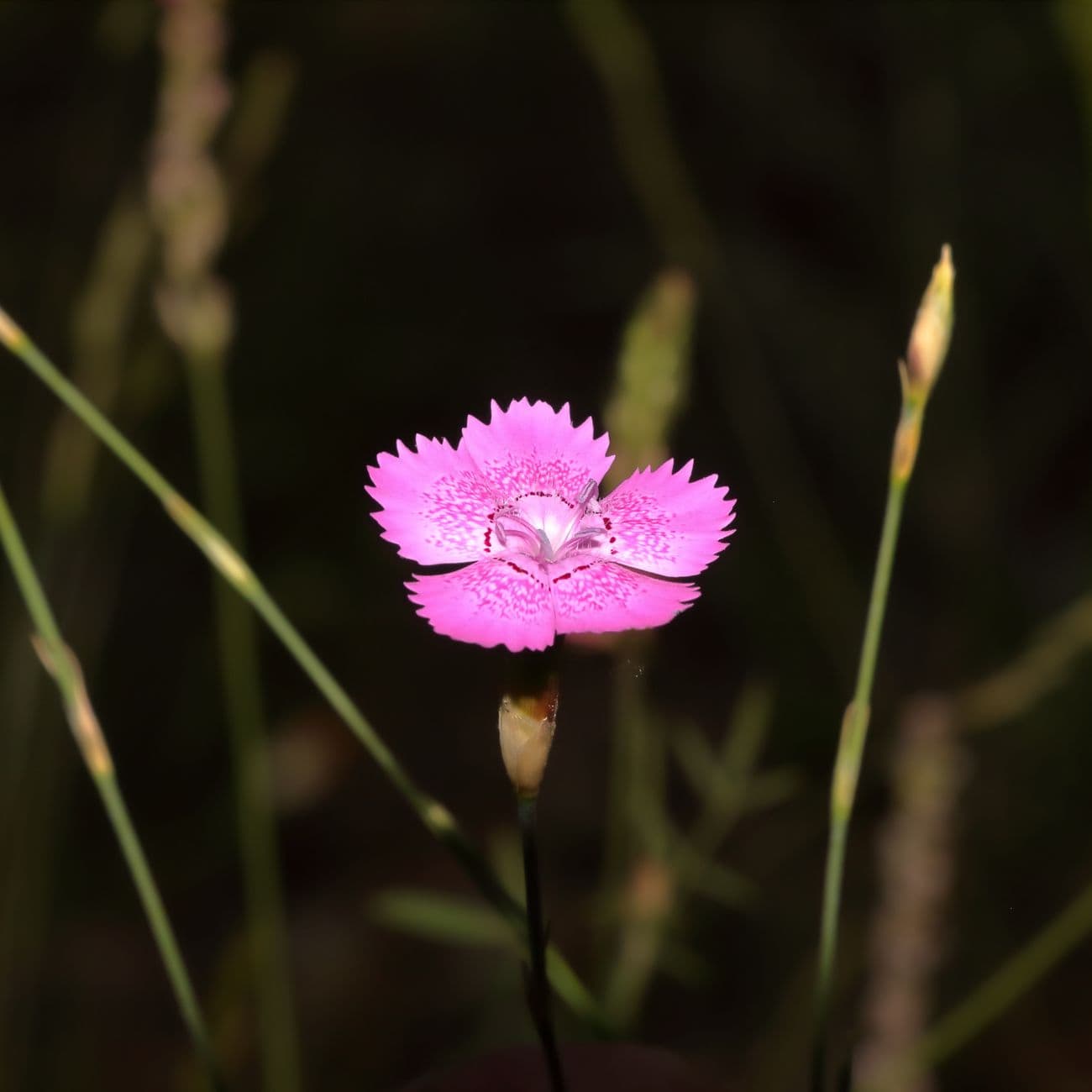 Carnation, the raw material