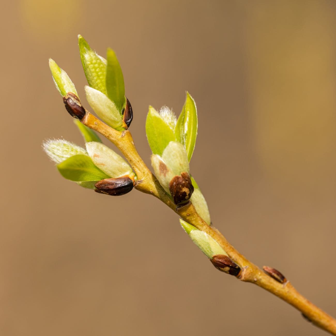 Clove, the raw material