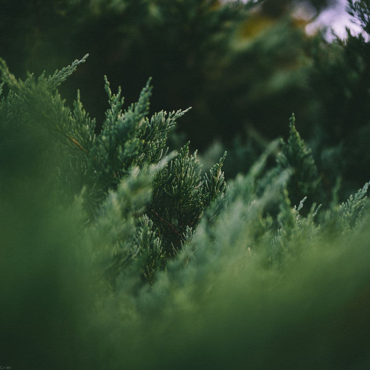 Cypress, the raw material