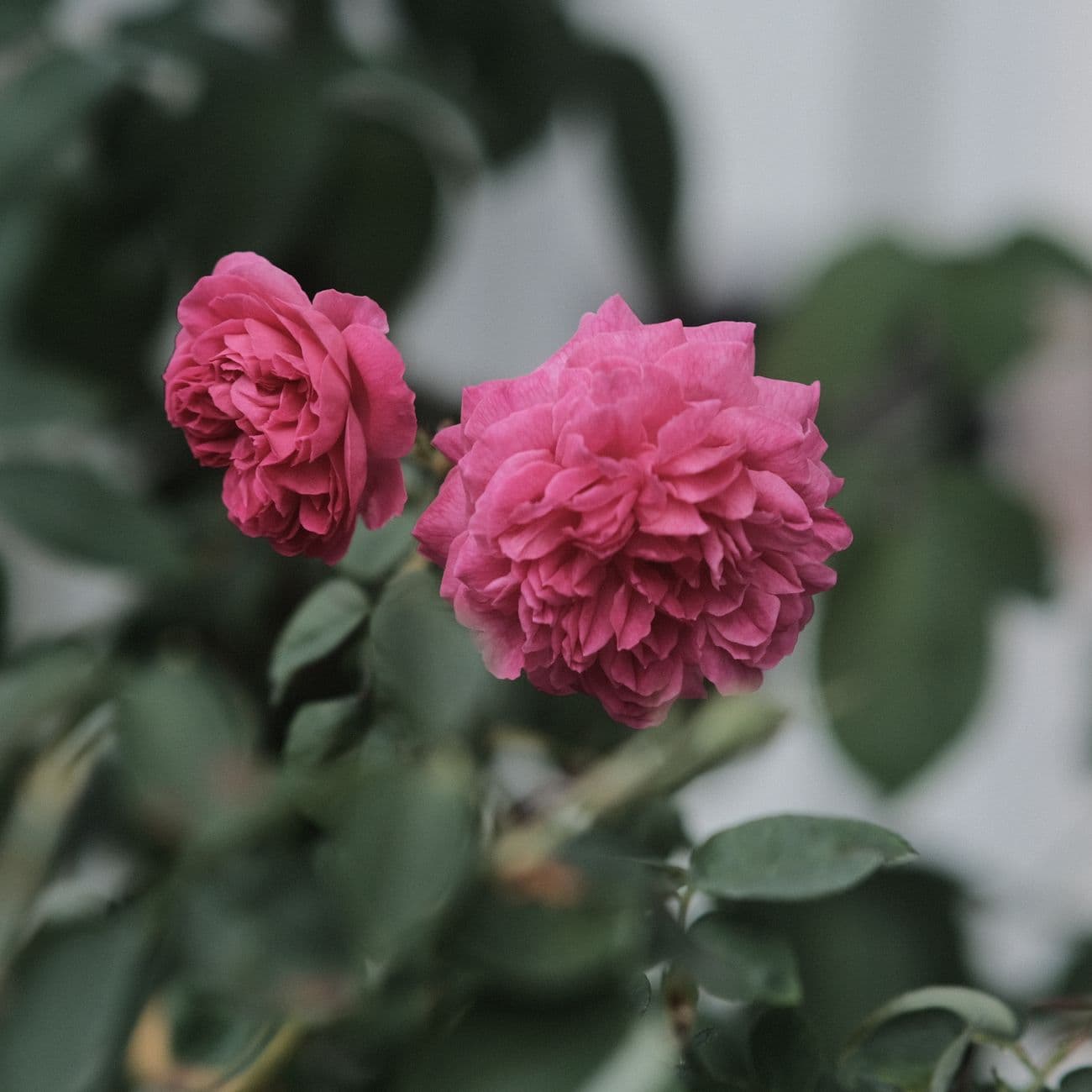 Damask Rose, the raw material