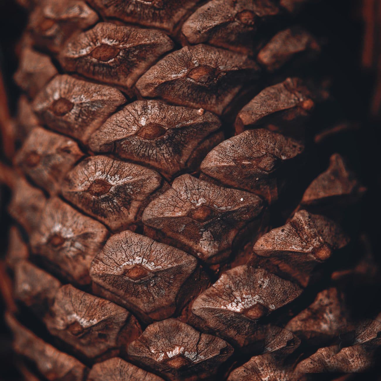 Fir Resin, the raw material