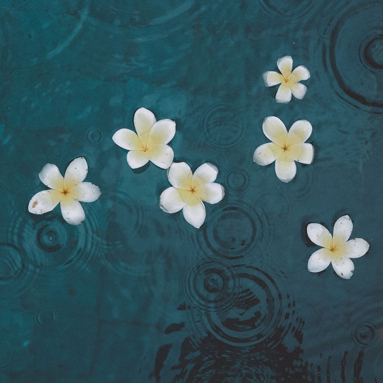 Frangipani, the raw material