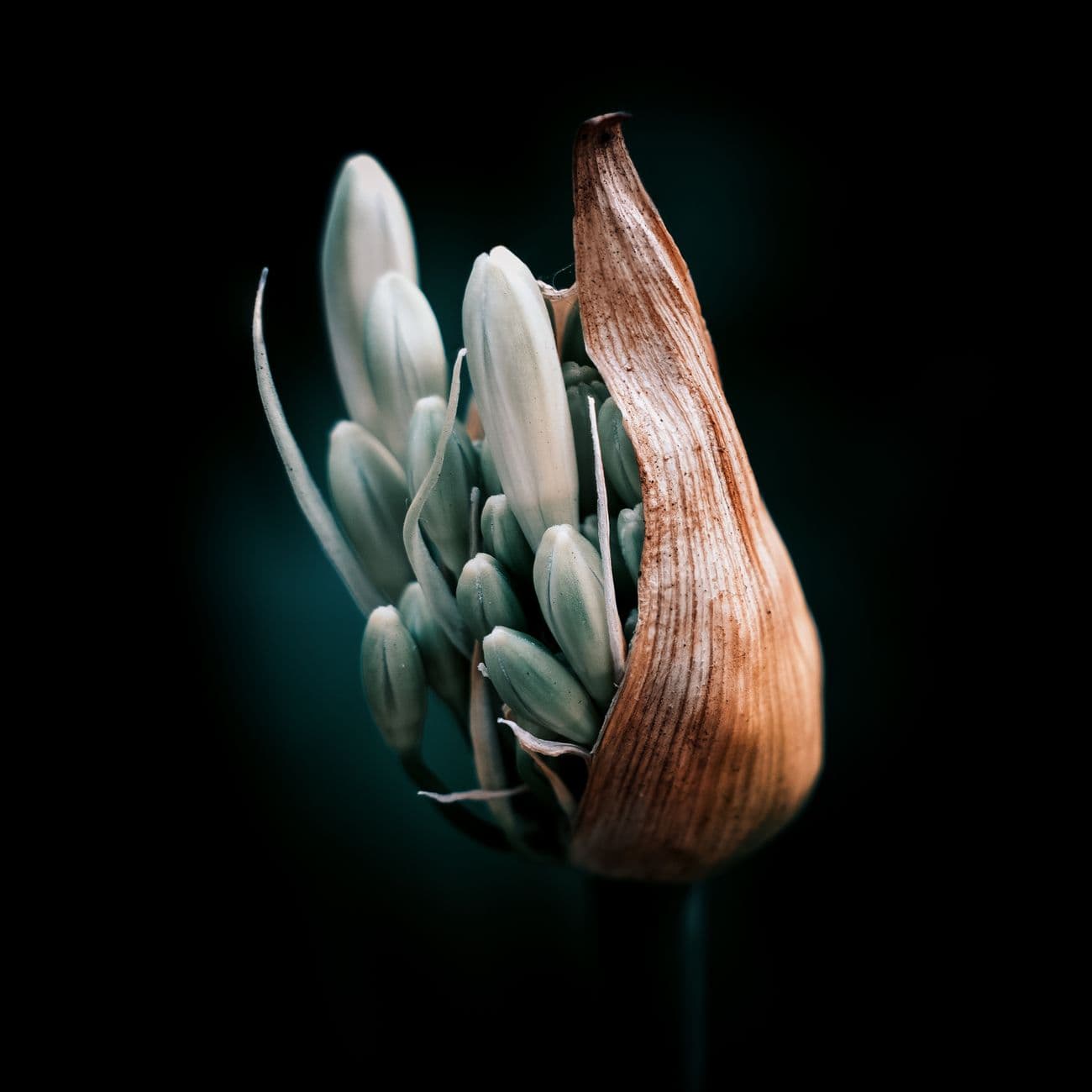 Freesia, the raw material