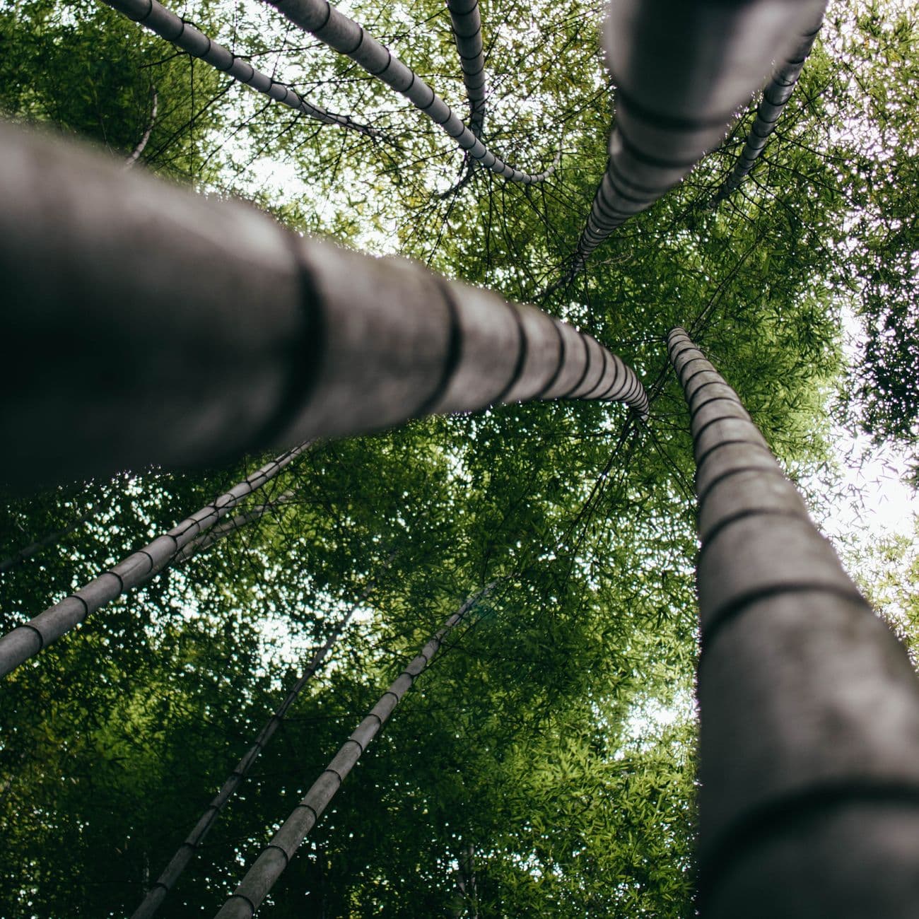Green Bamboo, the raw material
