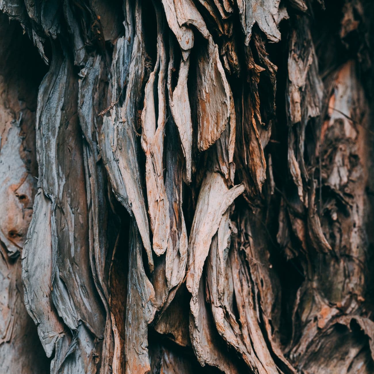 Guaiac Wood, the raw material