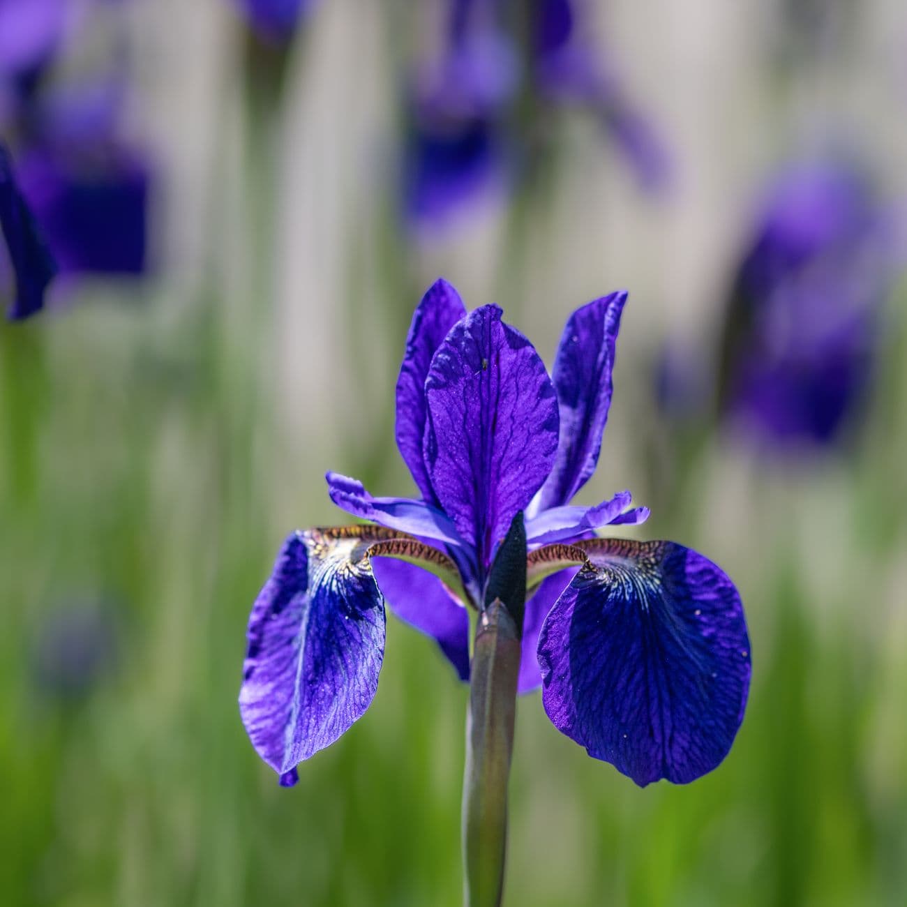 Iris, the raw material