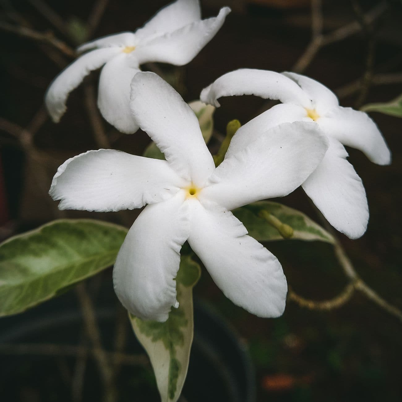 Jasmine, the raw material