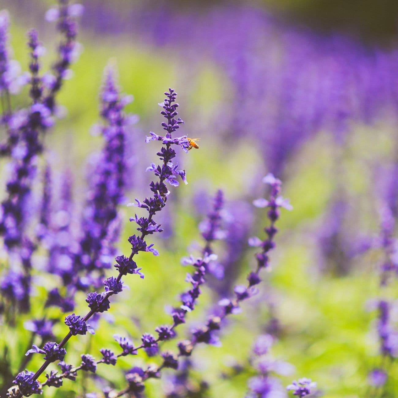 Lavender, the raw material