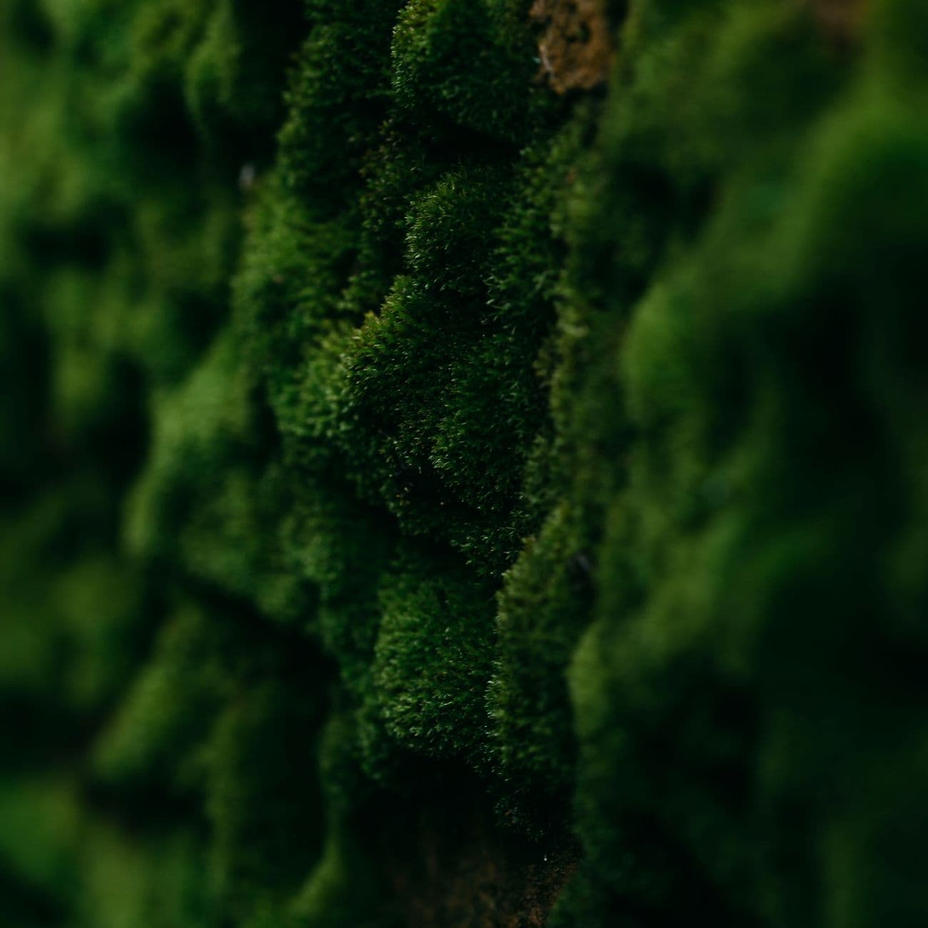 Moss, the raw material