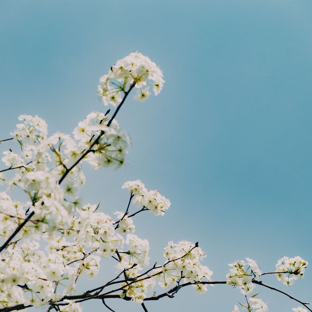 Neroli, the raw material