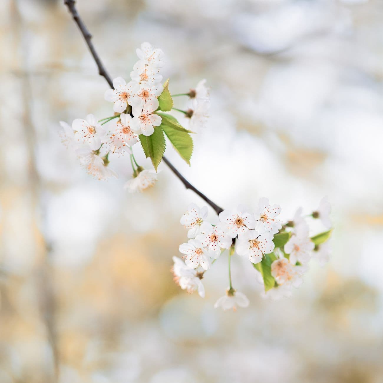 Orange Blossom, the raw material