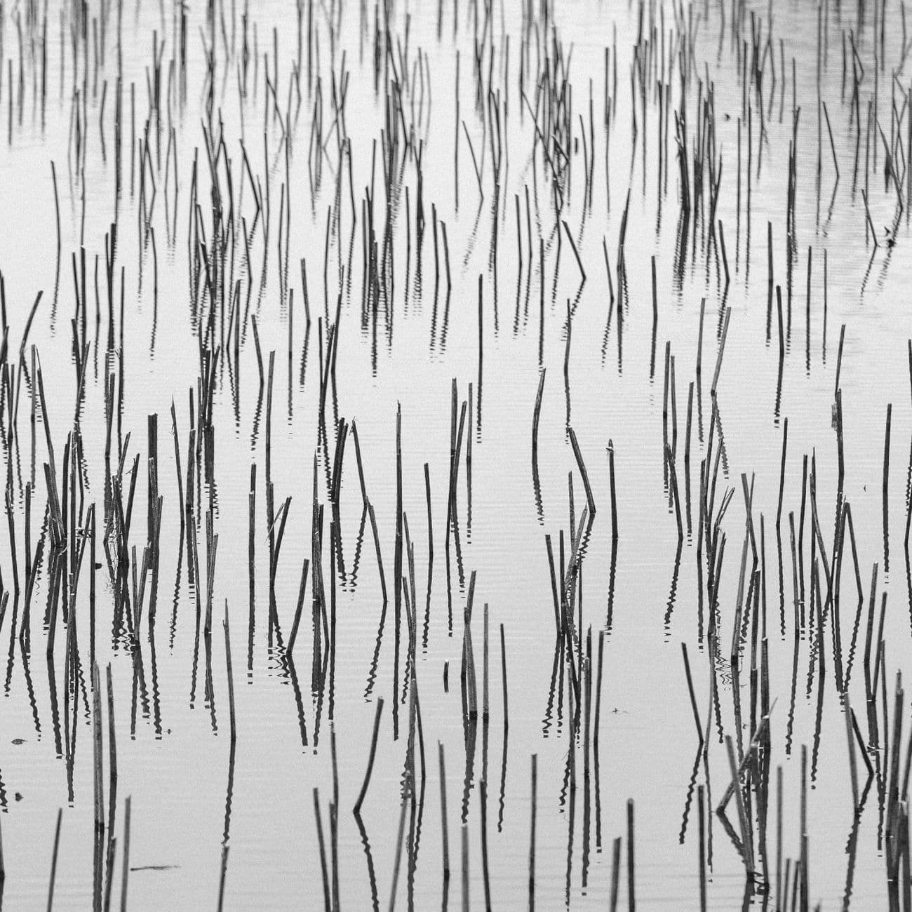 Papyrus, the raw material