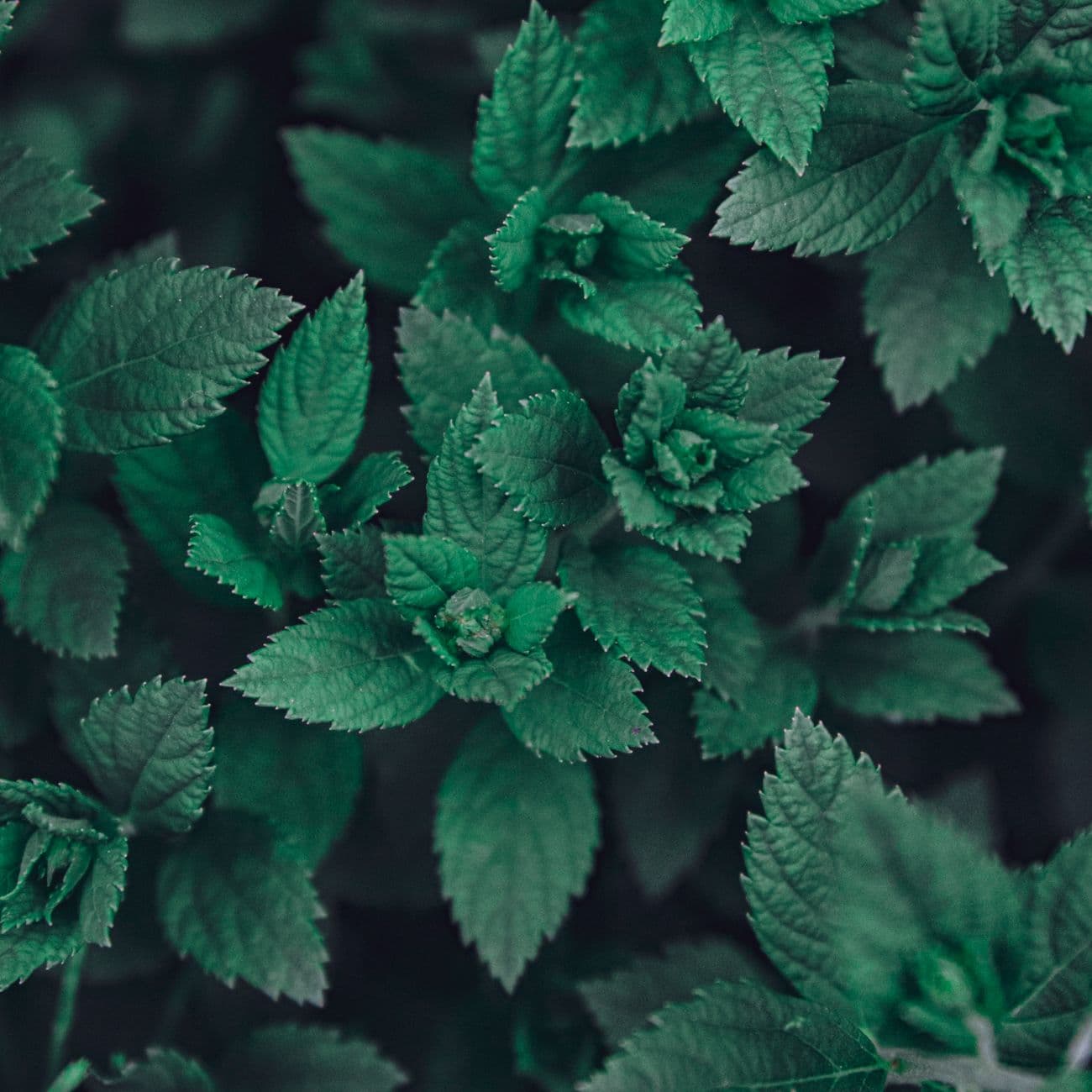 Patchouli, the raw material