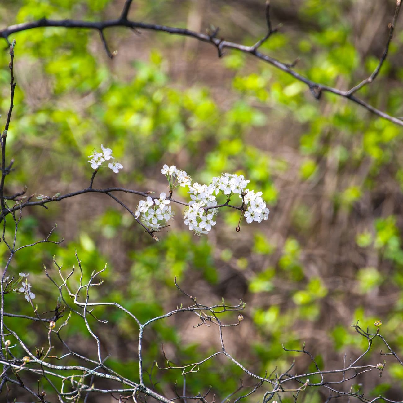 Pear Blossom, the raw material