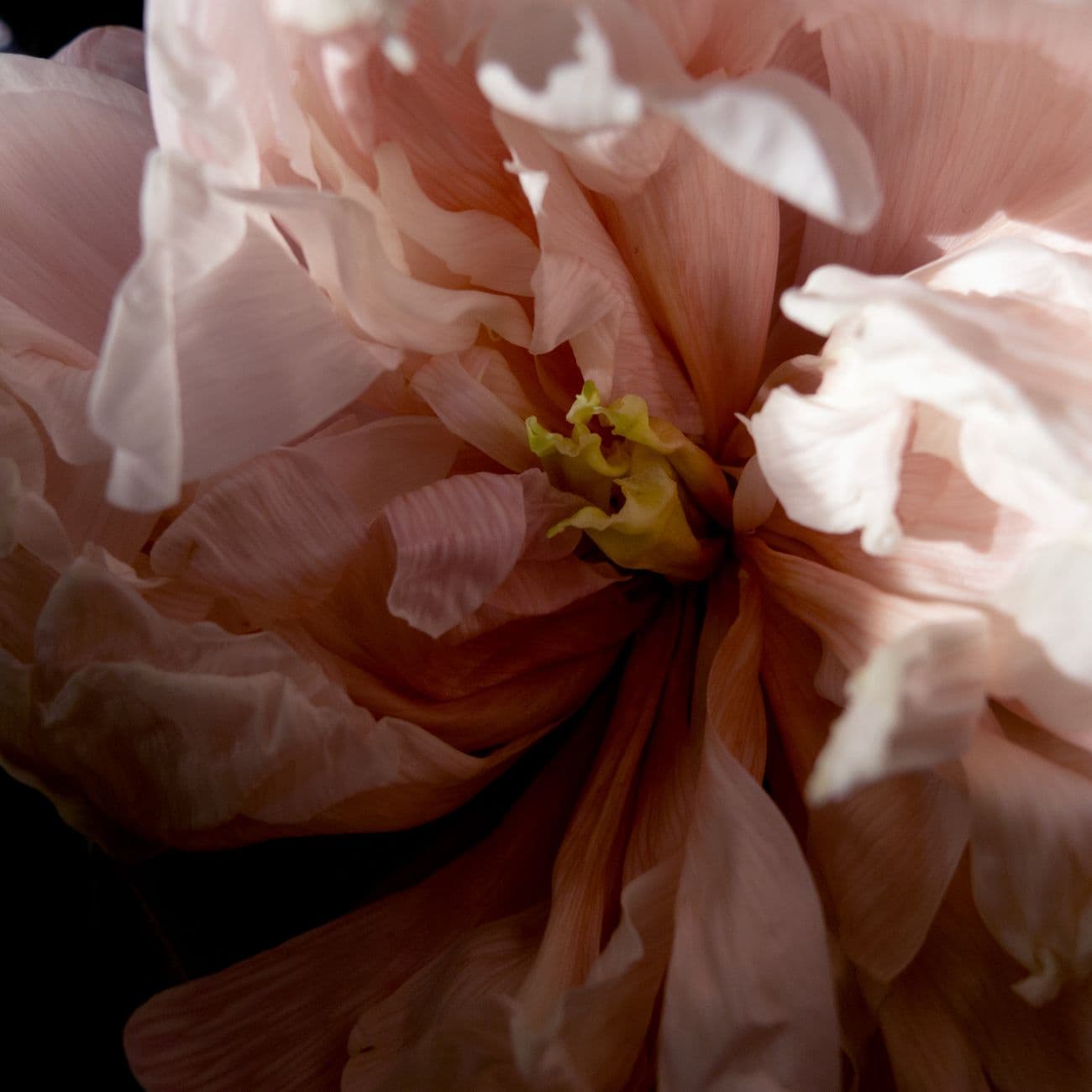 Peony, the raw material
