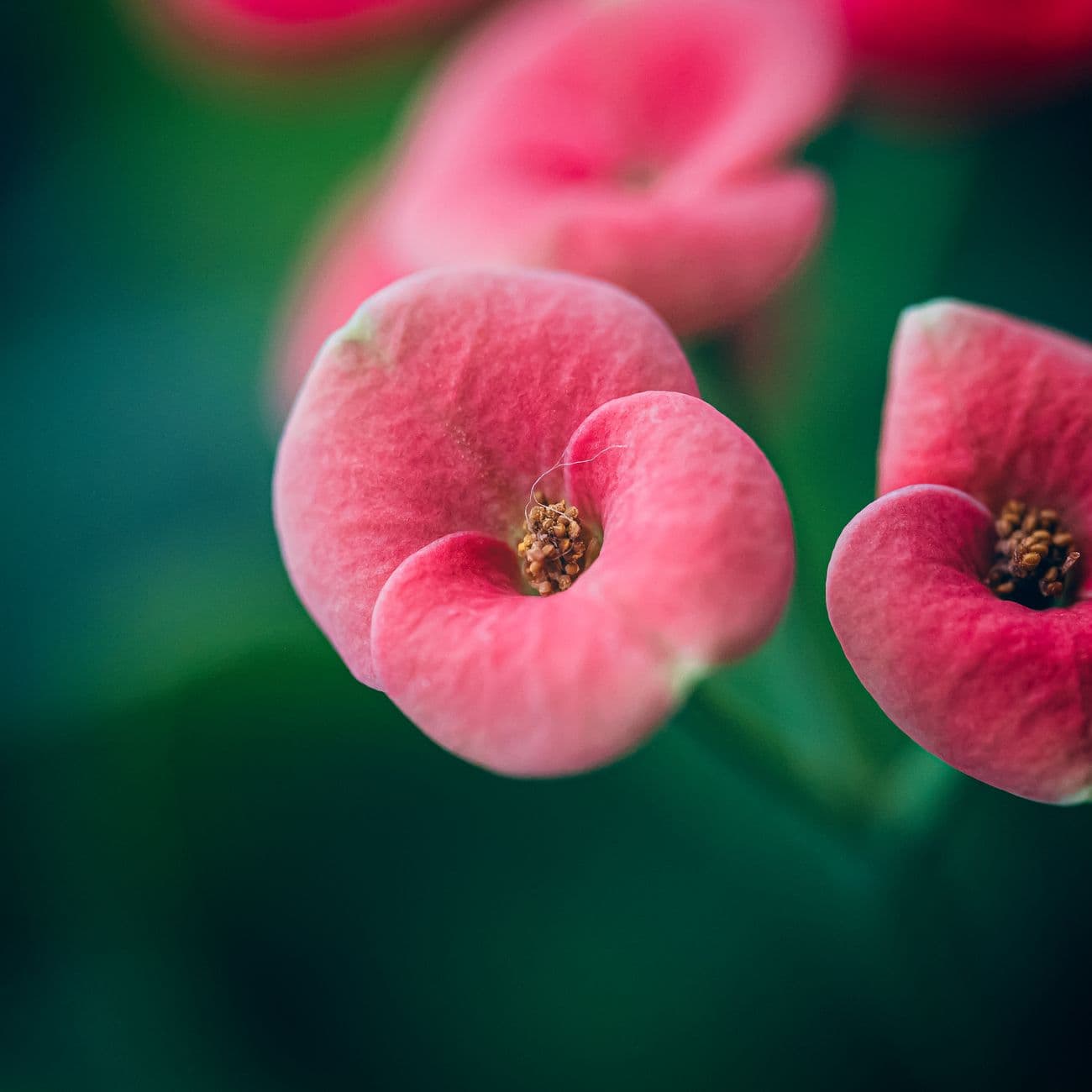 Pink Pepper, the raw material