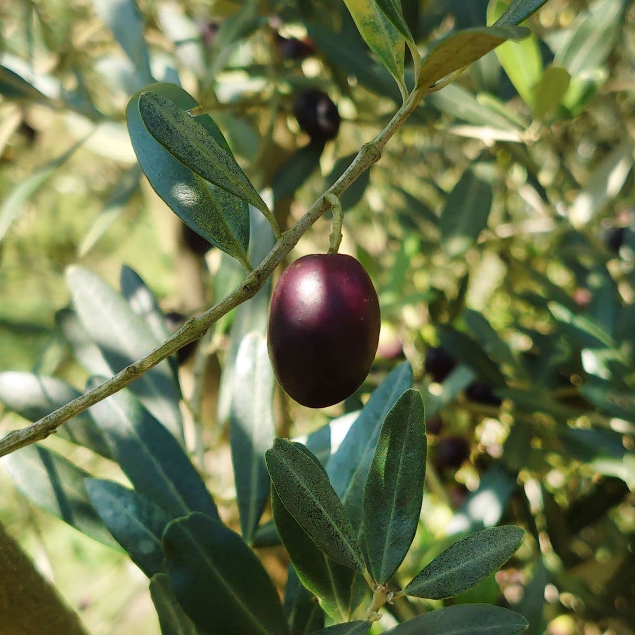 Plum, the raw material