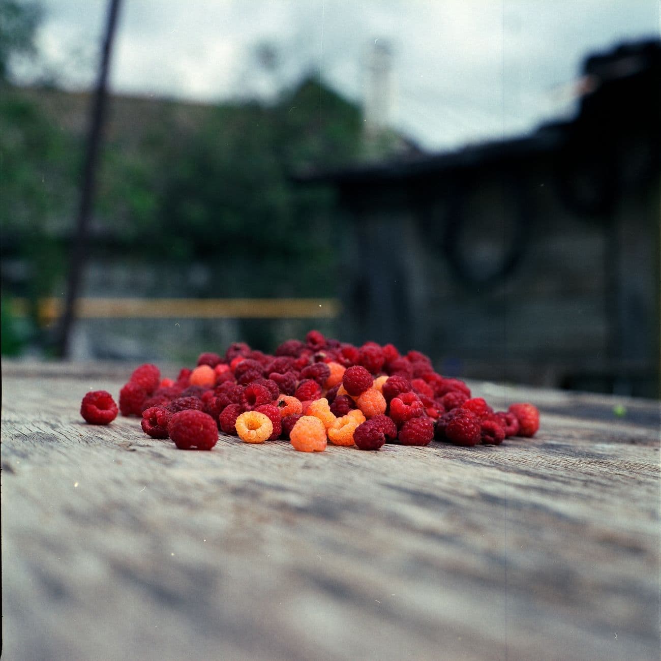 Raspberry, the raw material