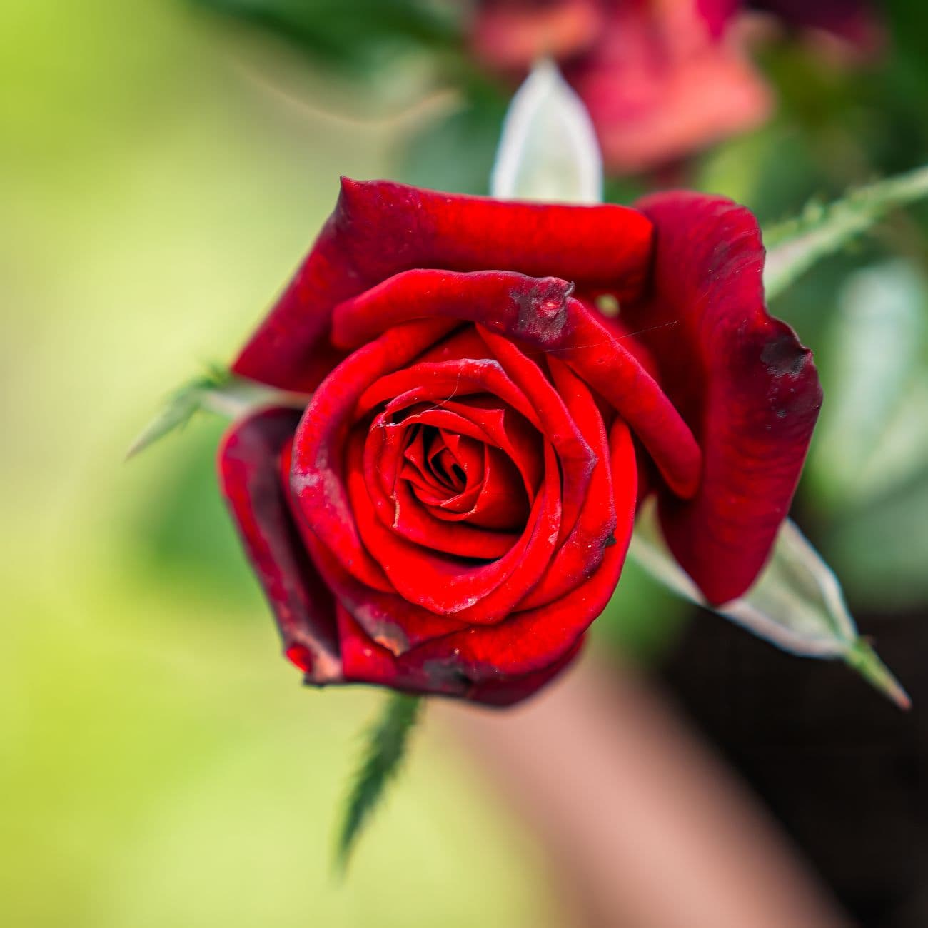Rose, the raw material