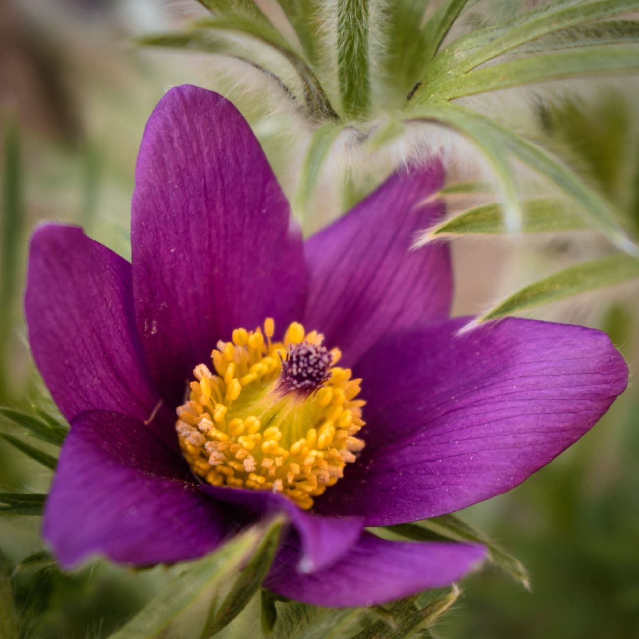 Saffron, the raw material