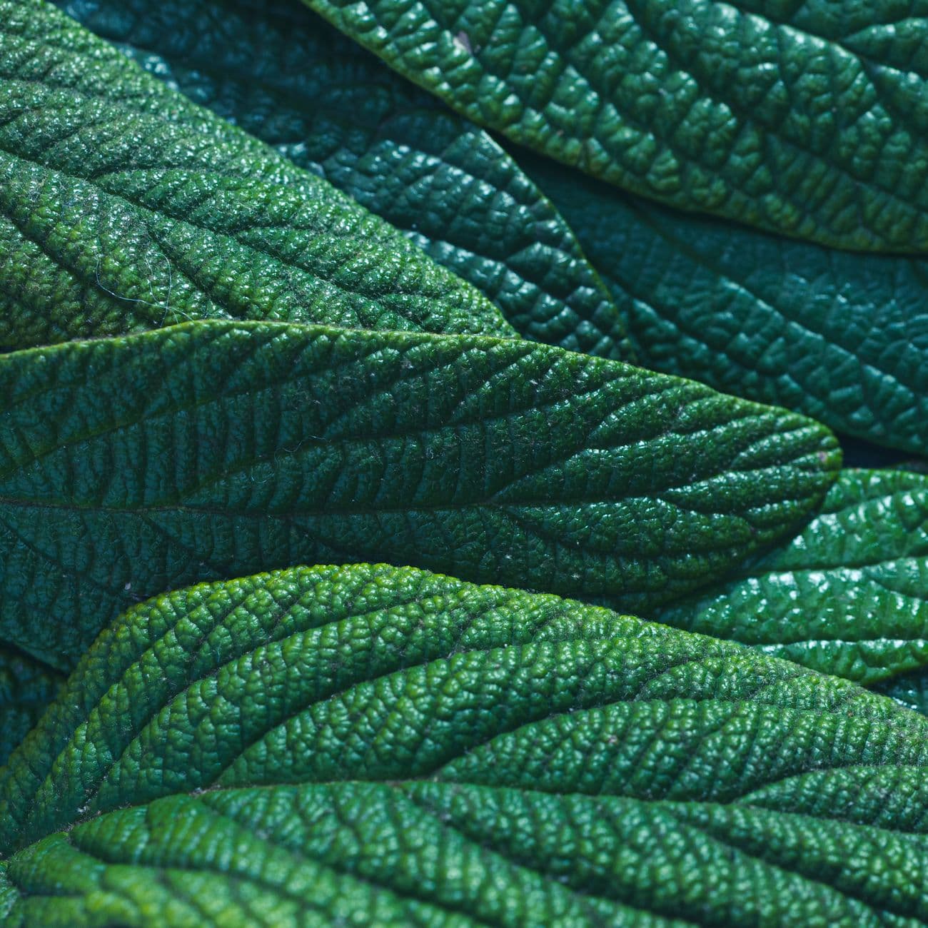 Sage, the raw material