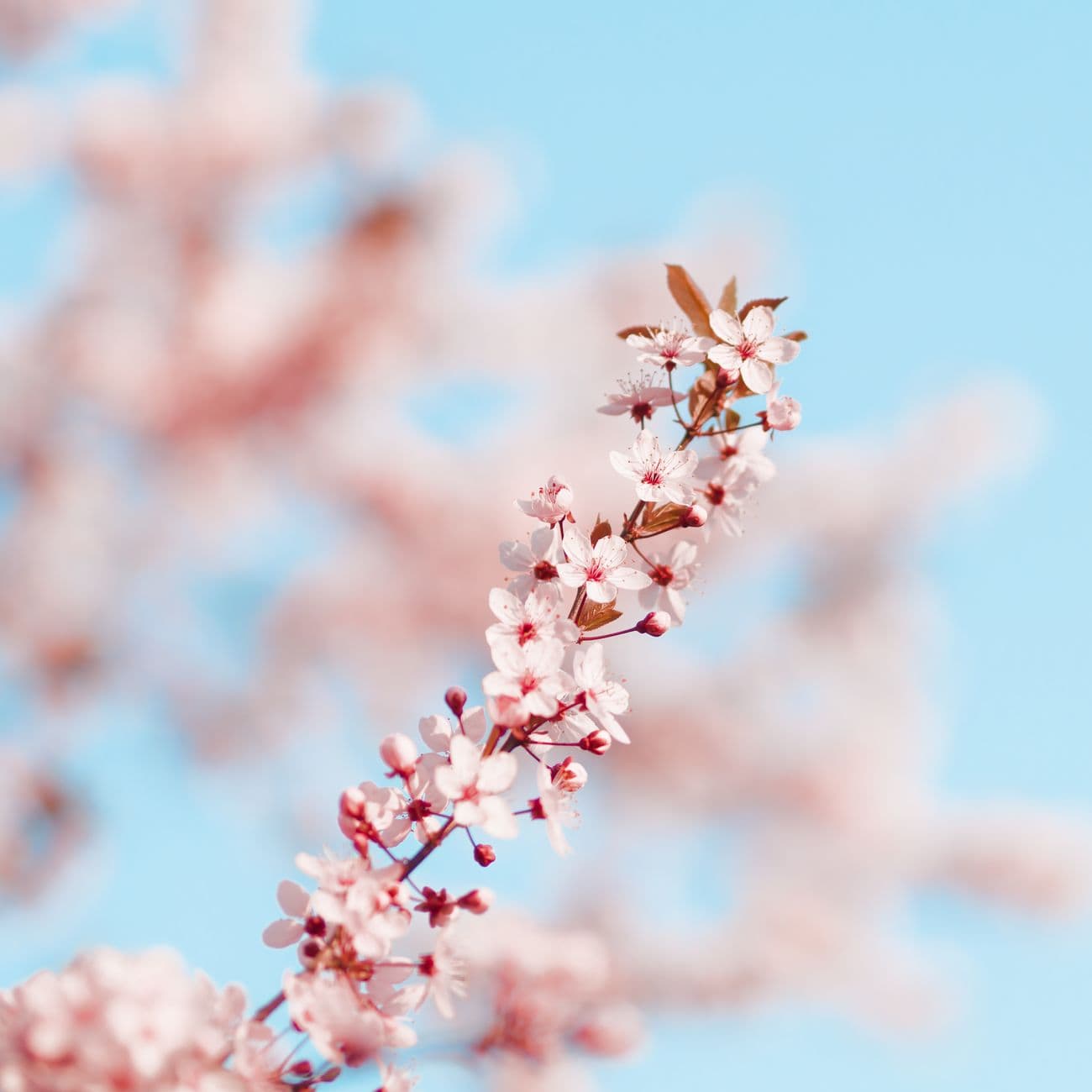 Sakura Blossom, the raw material